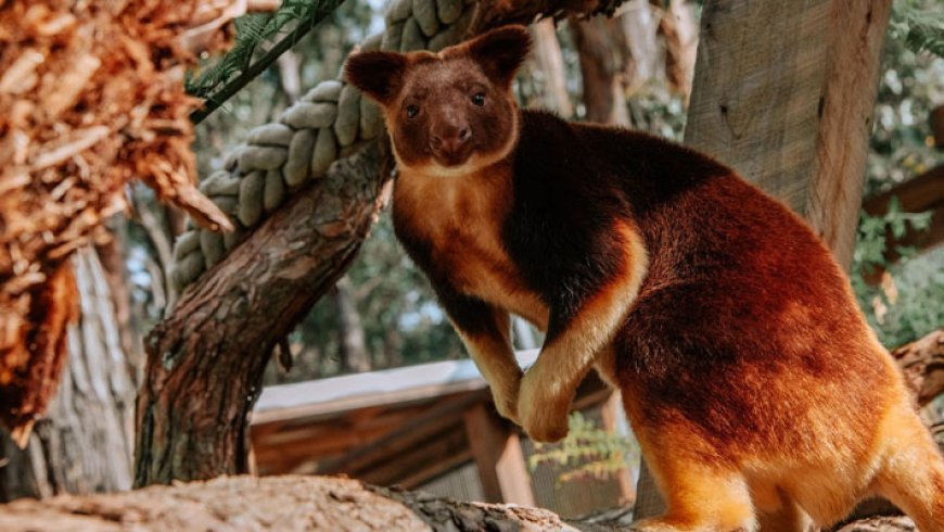 Tree Kangaroo